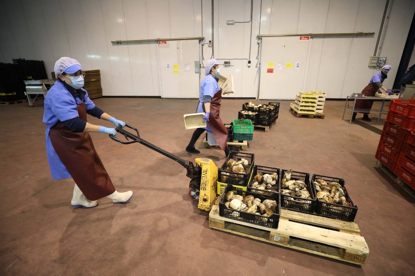 Trabajadores de Productos Silvestres Julián Martín muestran las setas en la fábrica de Moraleja. 