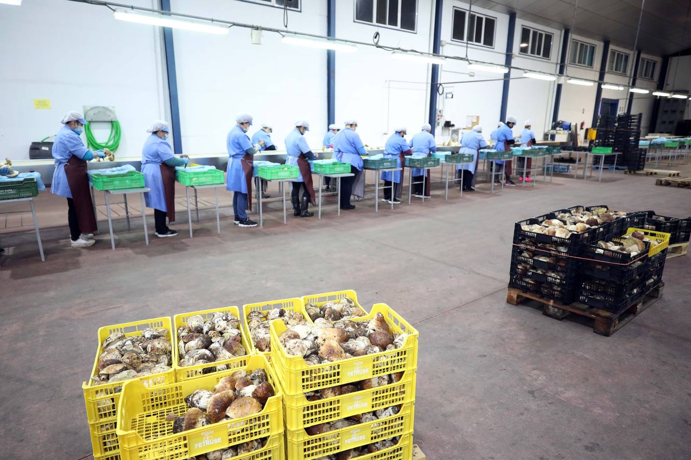 Trabajadores de Productos Silvestres Julián Martín muestran las setas en la fábrica de Moraleja. 