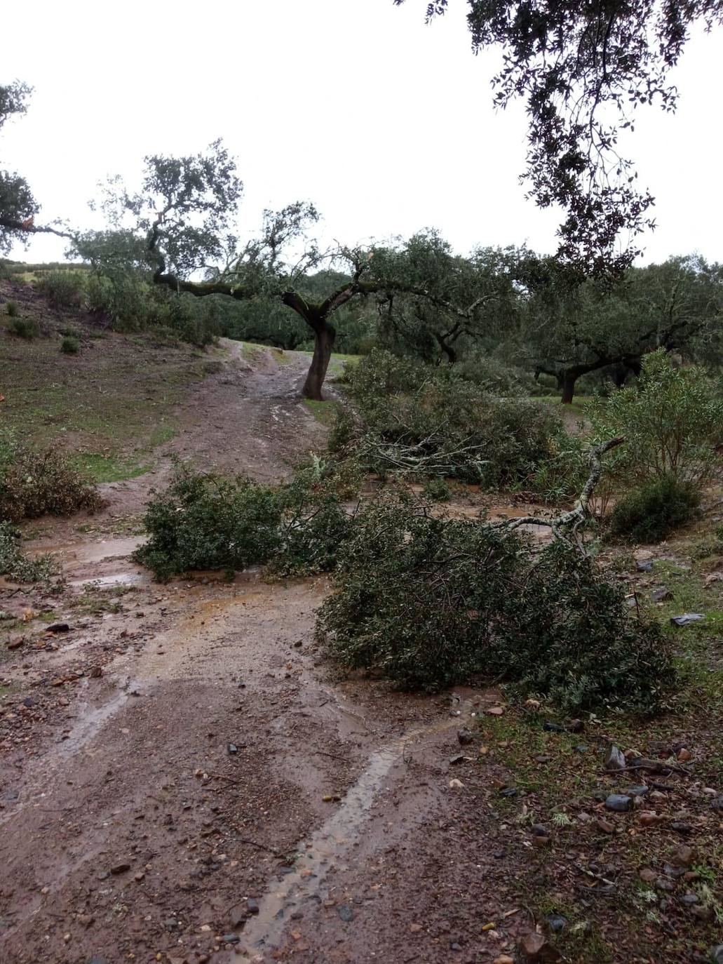 Fotos: Destrozos provocados por el vendaval registrado este viernes