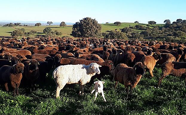Ayudó a cuidar un rebaño de 400 ovejas, aunque se encaprichó de otro compuesto de ovejas negras.
