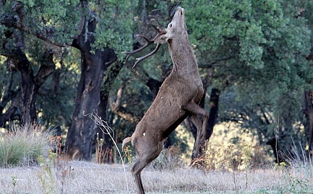 La mayoría del Patronato de Monfragüe rechaza prohibir la caza en el parque 