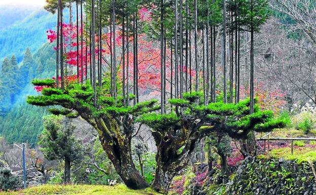 Uno de los cedros podados al estilo 'daisugi' en las laderas de Kitayama. 