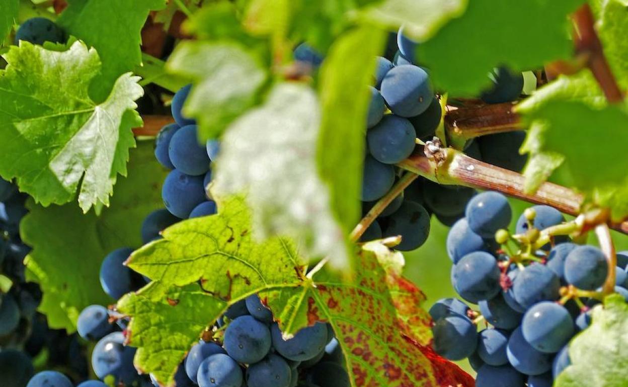 BBVA impulsa la producción ecológica