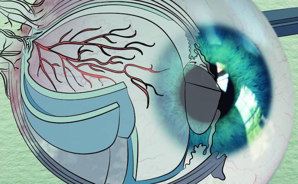 Científicos «resucitarán» ojos de fallecidos para experimentar con ellos
