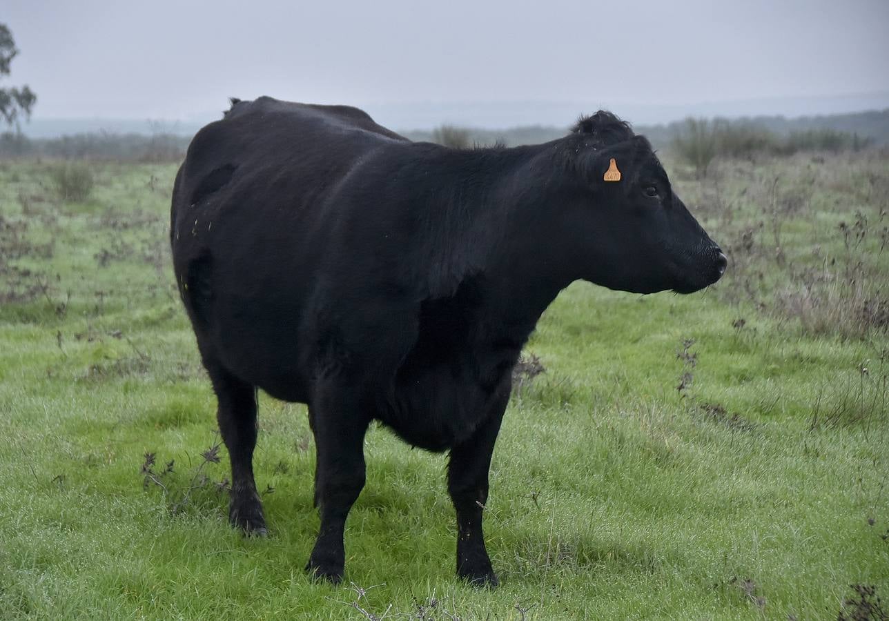 La raza angus en una de las fincas en Badajoz