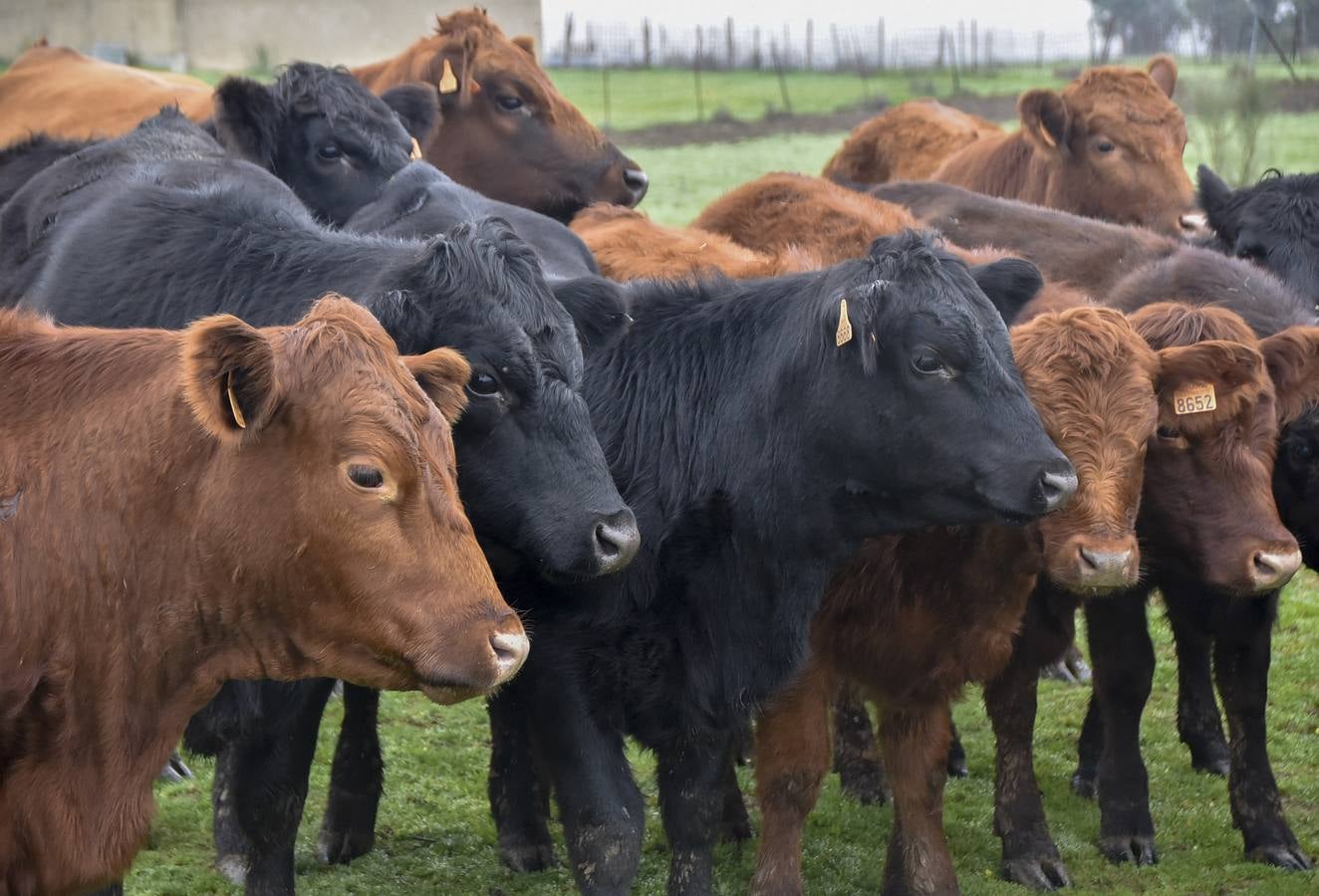 La raza angus en una de las fincas en Badajoz