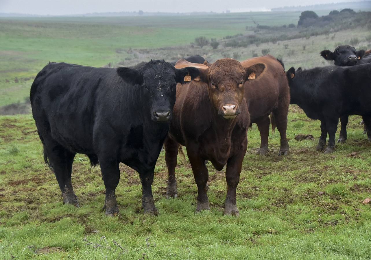 La raza angus en una de las fincas en Badajoz