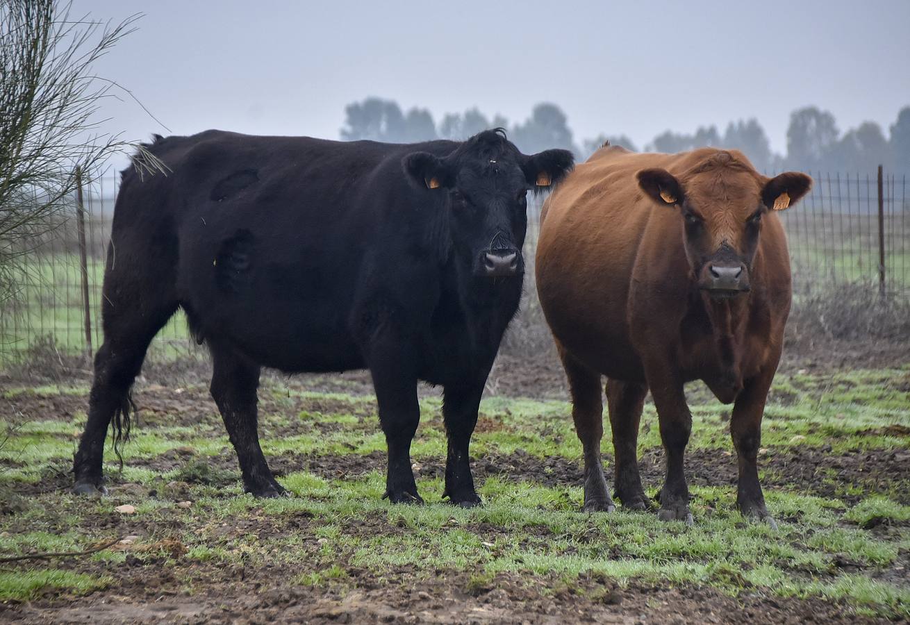 La raza angus en una de las fincas en Badajoz