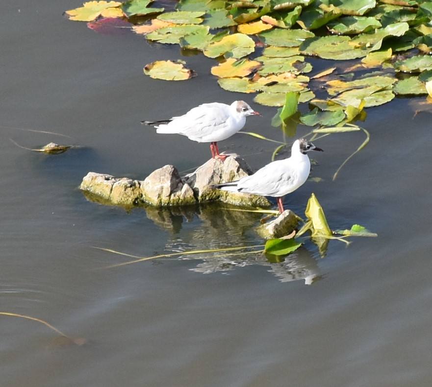 Fotos: Guadiana, el río que nos une (I)