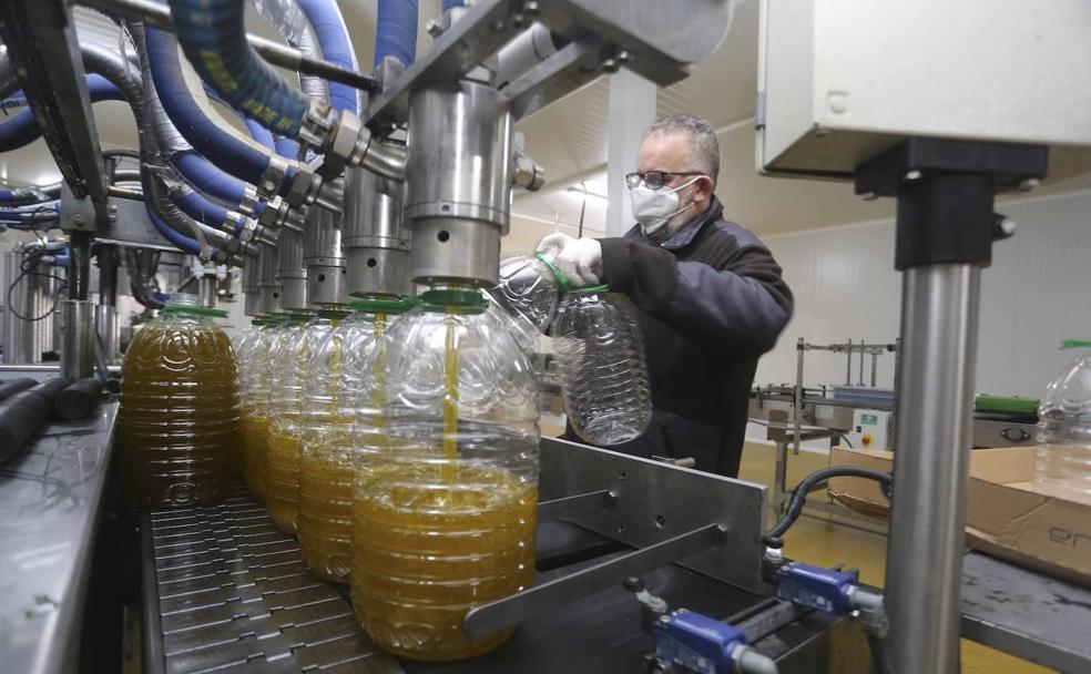 Un trabajador de Viñaoliva durante el envasado de aceite de esta campaña en Almendralejo.