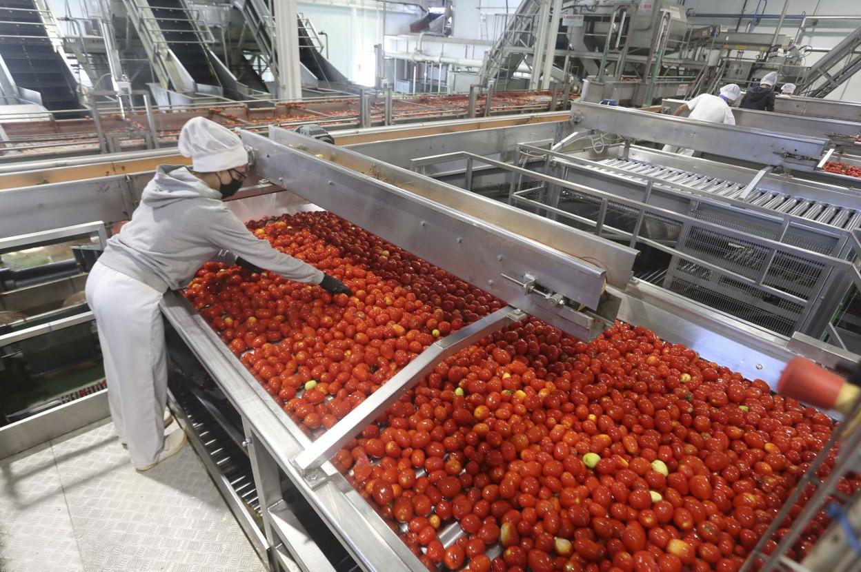 La reducción en el volumen de tomate recogido la campaña pasada no mejoró el precio. 
