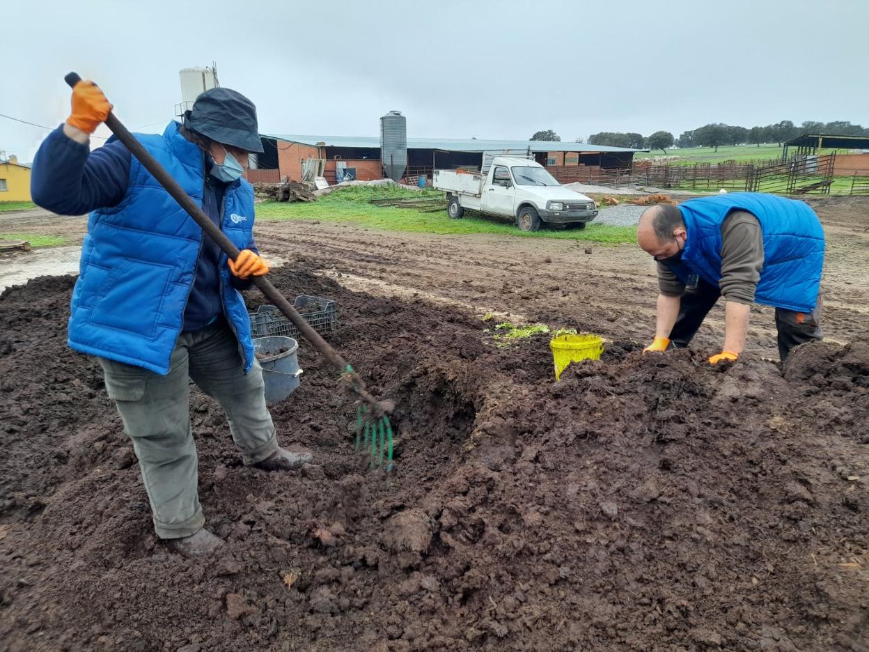 Dos empleados recuperando el 15% de lombrices que no emigraron al nuevo caballón de estiércol. 