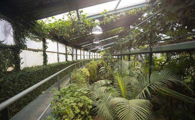 Vista desde arriba de la estufa fría del parque del Príncipe, un vergel de 600 metros cuadrados con 304 especies de plantas tropicales.