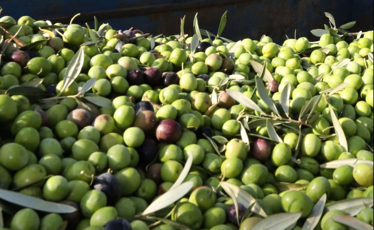 Recogida de aceituna cerca de Aldea de Cortegana en septiembre. 