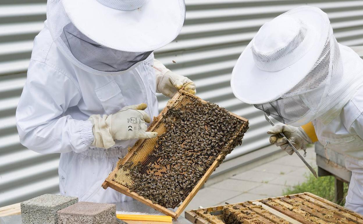 Sometido a información pública el proyecto que regula las ayudas para la producción apícola