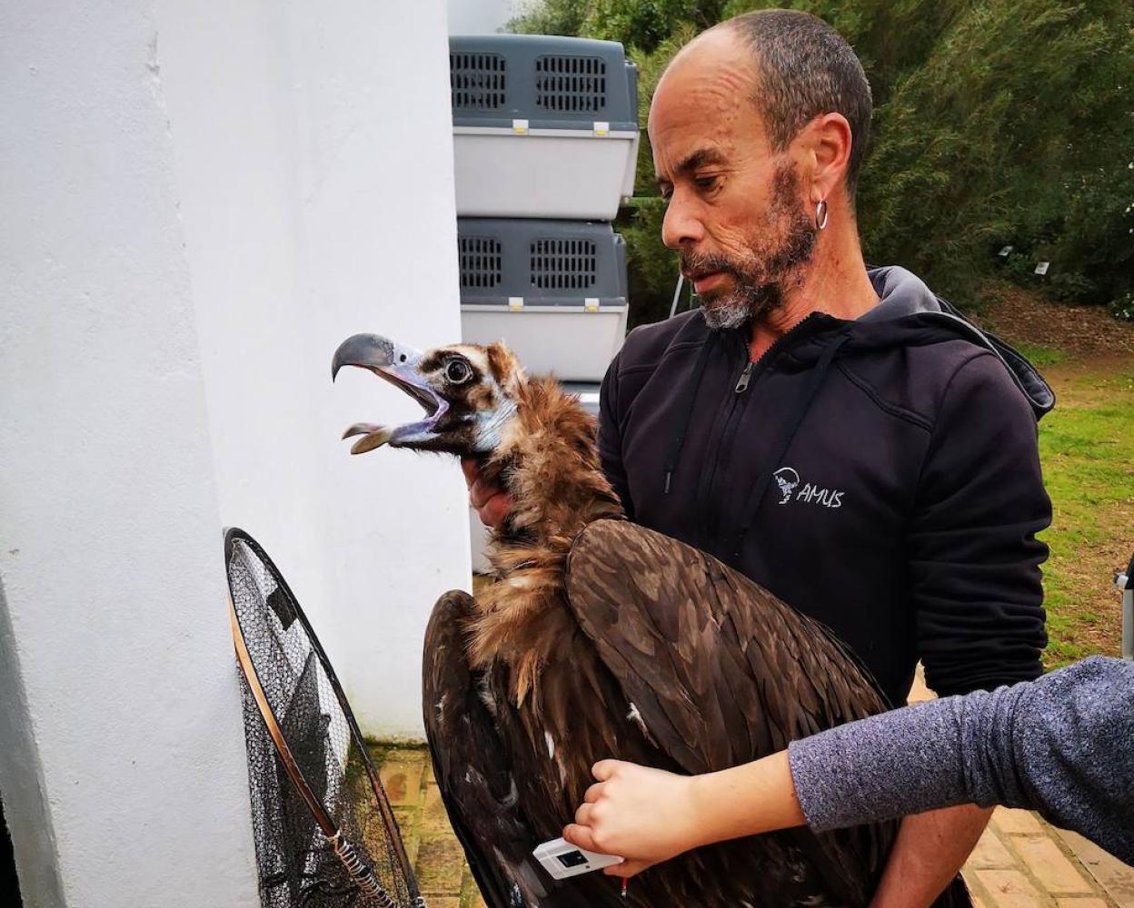 Álvaro Guerrero, con uno de los ejemplares que están ahora de viaje. Cada uno de ellos puede alcanzar los tres metros de envergadura