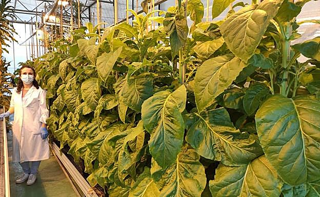 Marta Vázquez, trabajadora del IBMCP, ante las plantas de tabaco de biofactoría.