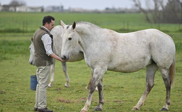 Javier Gil da de comer a una yegua en su finca 'Don Bosco', situada en el término municipal de Badajoz.