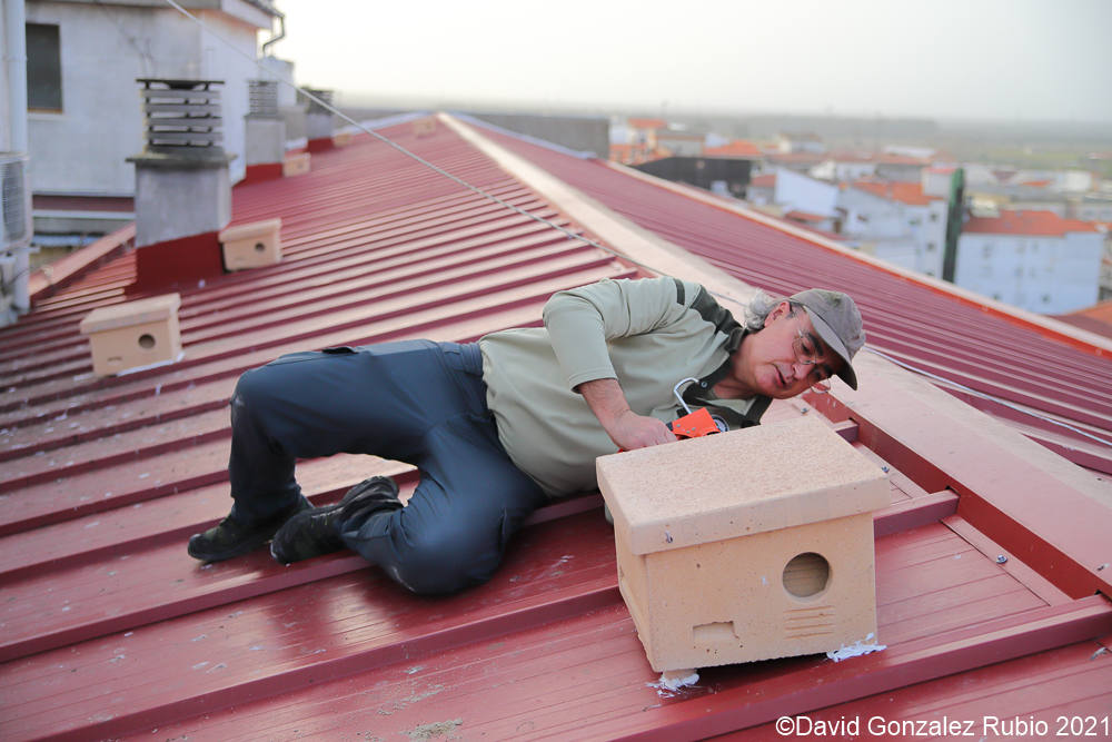 Fotos: Ocho nidos para la supervivencia del cernícalo
