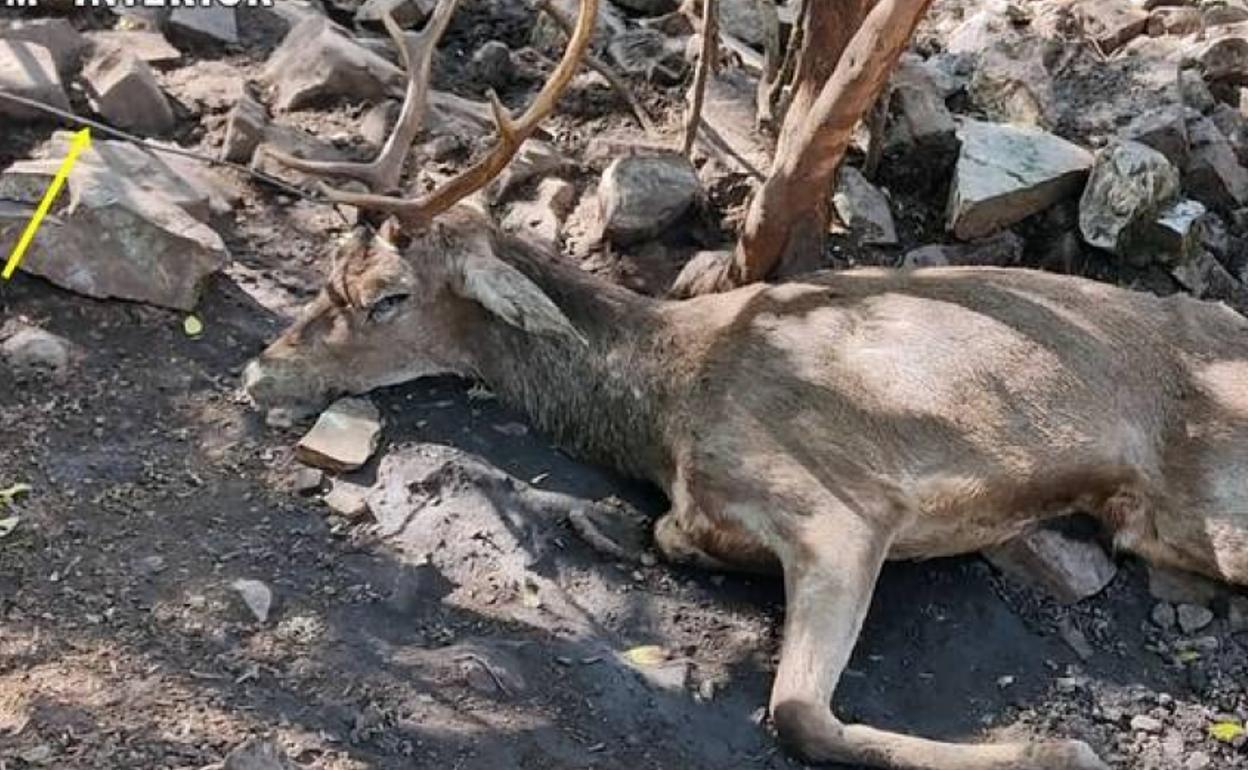 Investigan a un vecino de Herrera del Duque por cazar un ciervo ilegalmente con lazos artesanales