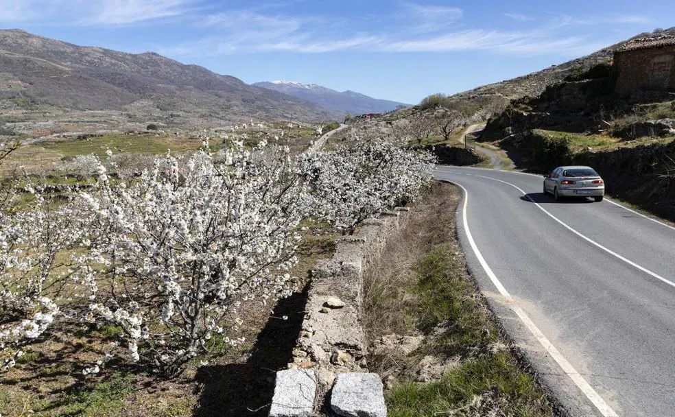 Disfruta del cerezo en flor a ras de cielo desde Piornal - Piornal