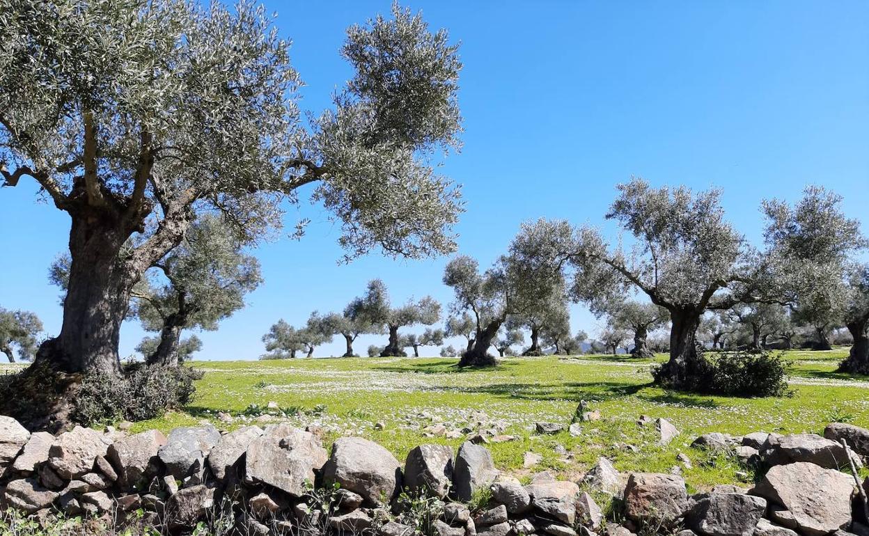 Dehesa del sur de la provincia de Badajoz. 