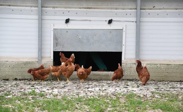 Moviéndose fuera del gallinero. 