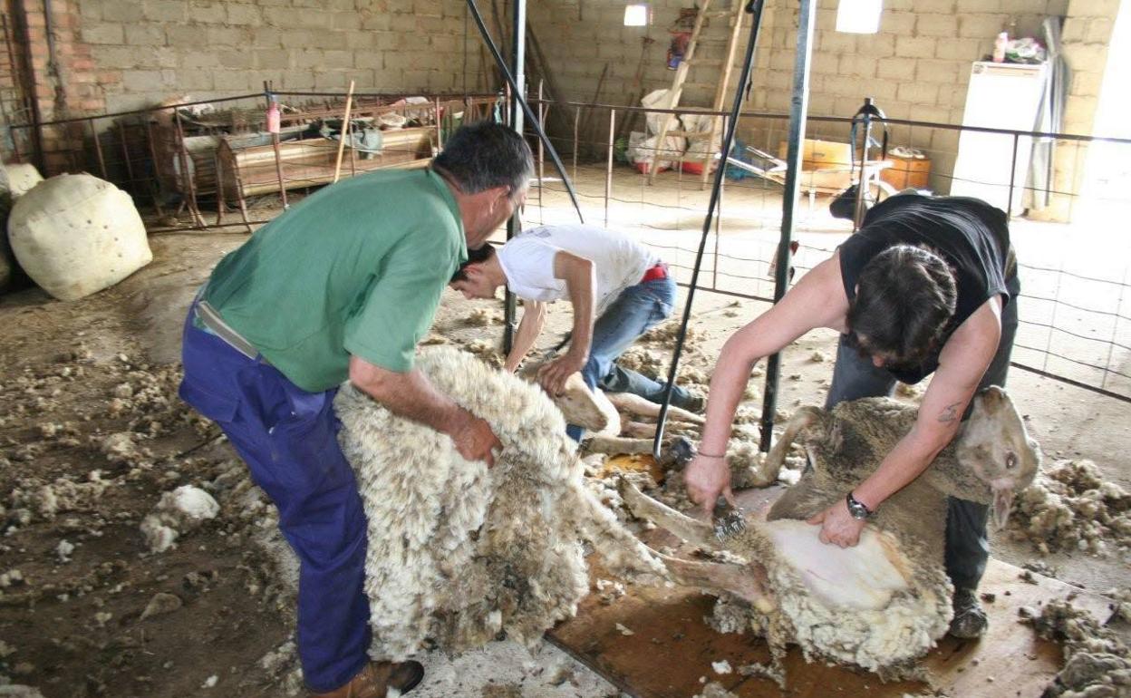 Imagen de arhico de varios esquiladores en una explotación ganadera.