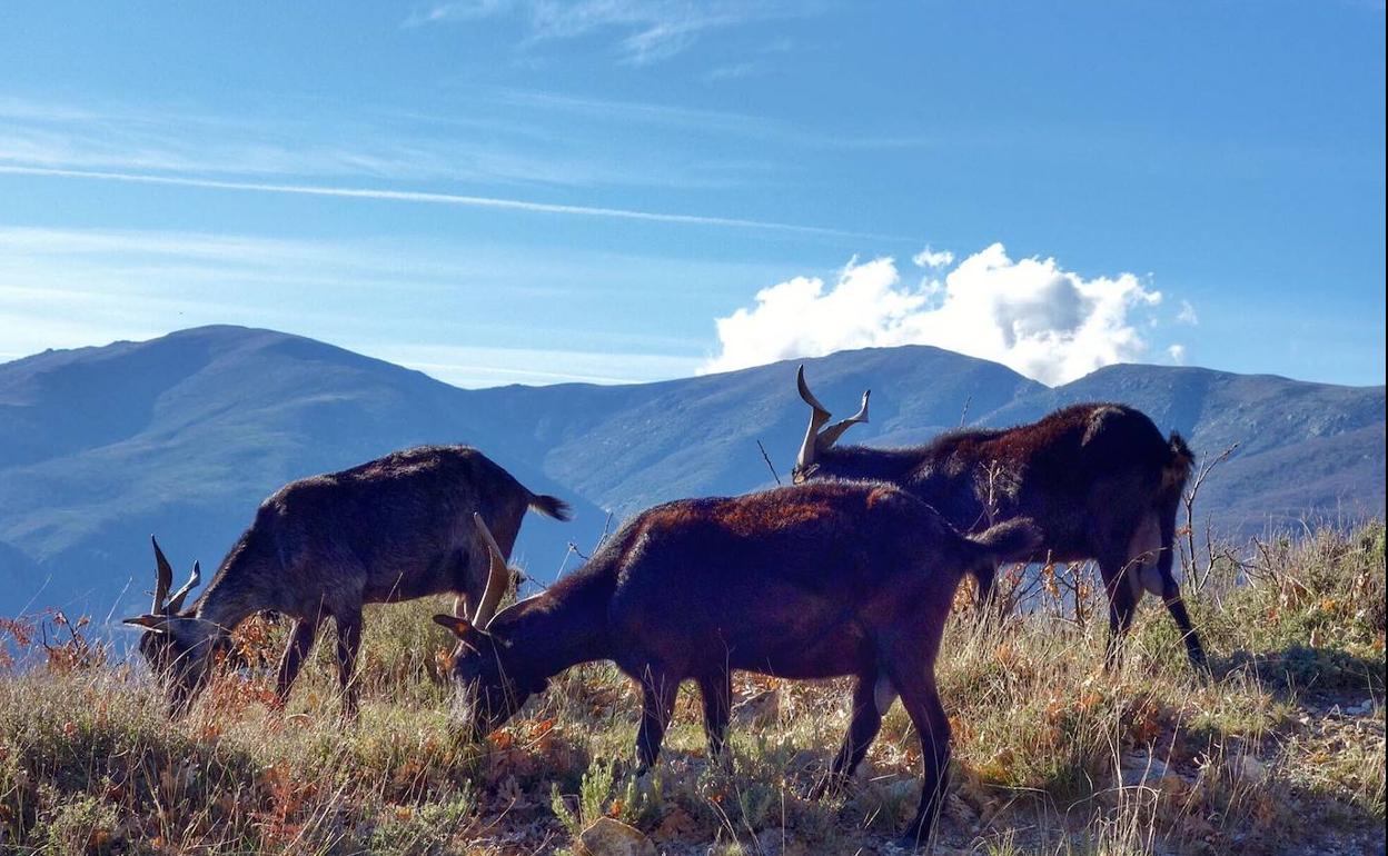 Cabras extremeñas en las cumbres del Valle del Jerte, en el entorno de la Garganta de los Infiernos. 