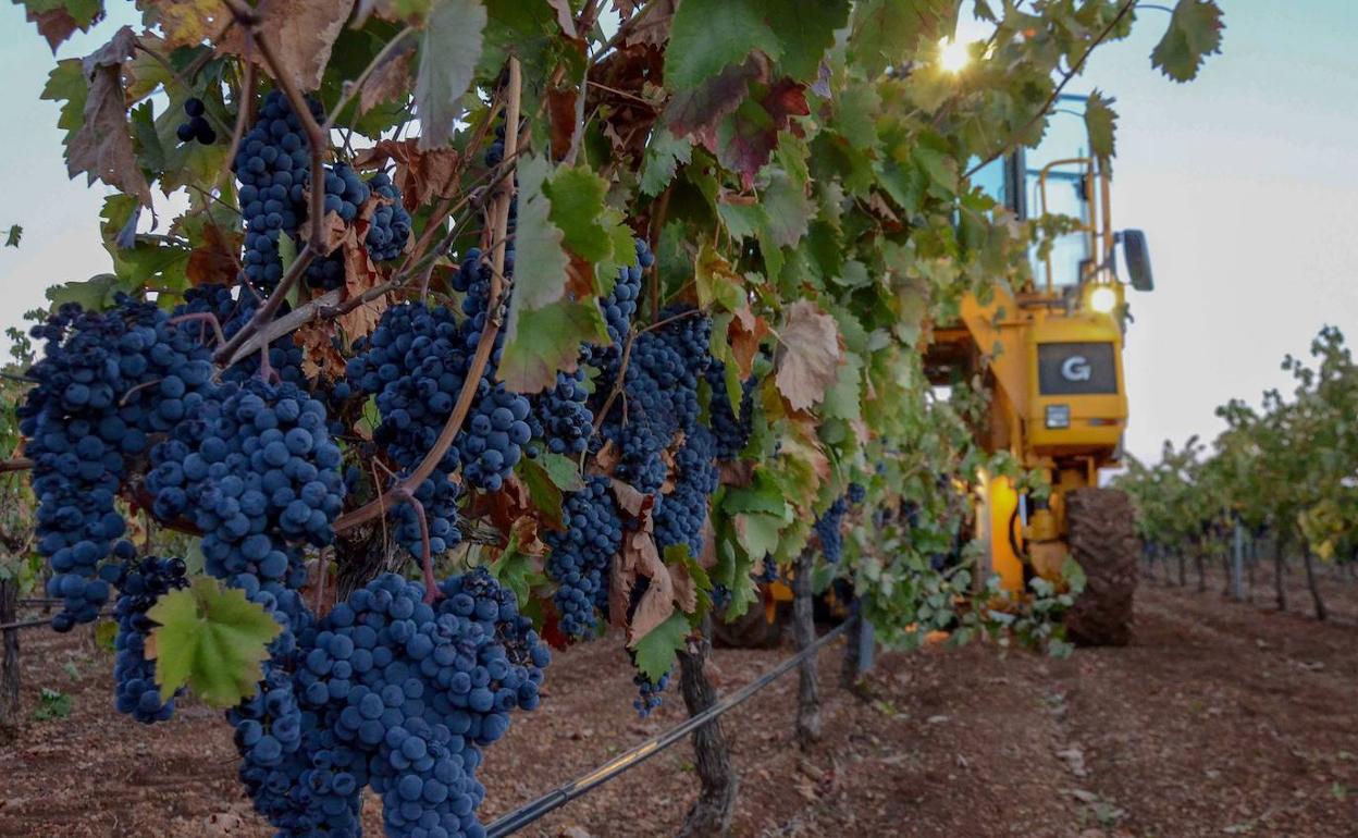 Vino extremeño: una DO o seis