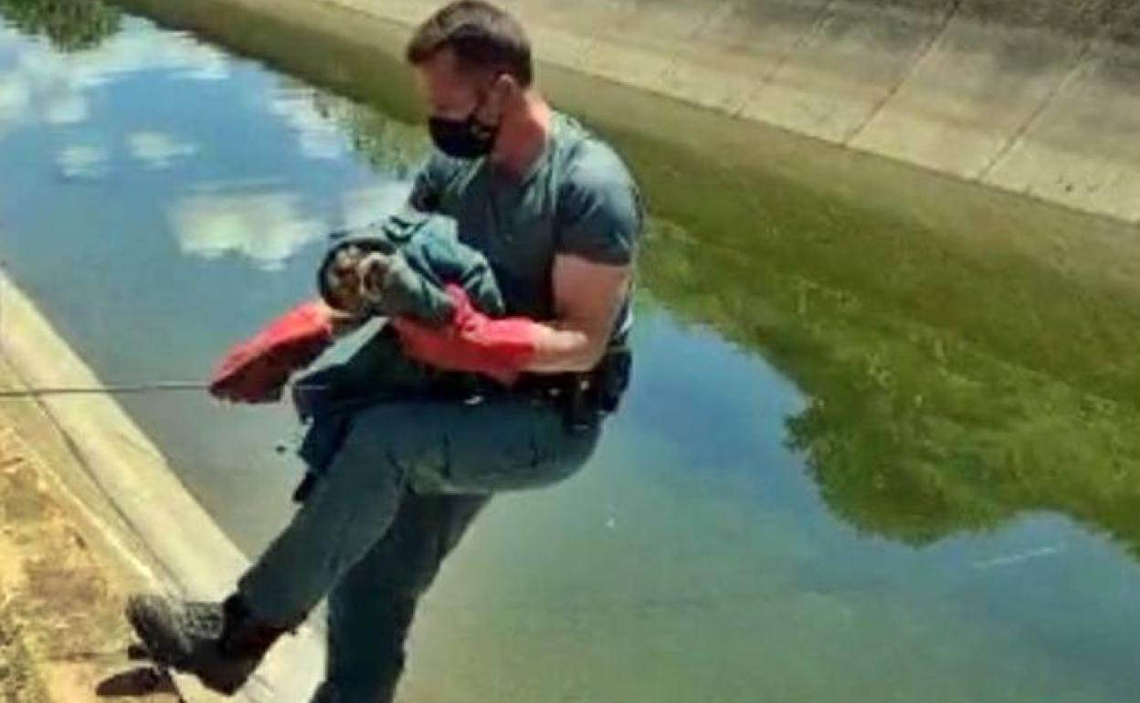 Rescatan un búho real que cayó al Canal de la Dehesa en Casas de Don Pedro