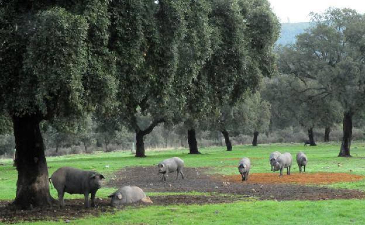 Cerdos ibéricos en la dehesa extremeña.