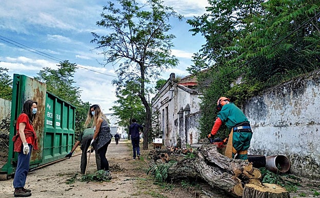 La asociación Arba Extremadura se encargó de talar los árboles en mal estado del poblado minero. 