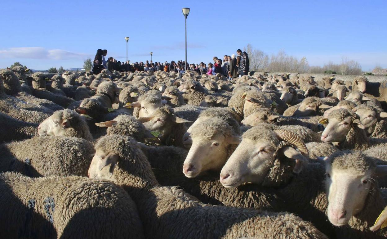 Una marcha trashumante parsando por Extremadura.