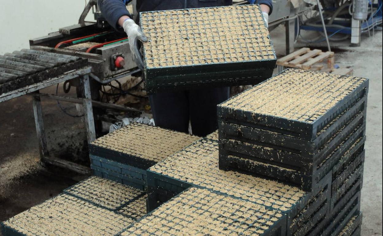 Aumenta el reciclado de envases agrarios