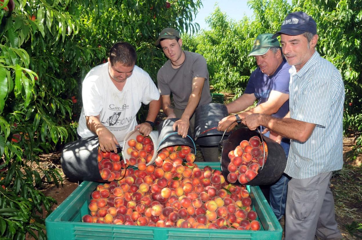 Recogida de fruta en Extremadura. 