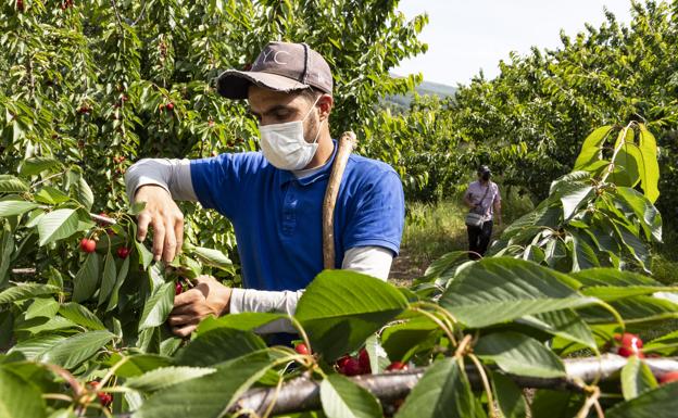 Dos trabajadores recogen cereza en una parcela situada en Cabezuela del Valle.