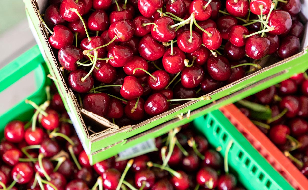 Cerezas en Cabezuela del Valle recién cosechadas. 