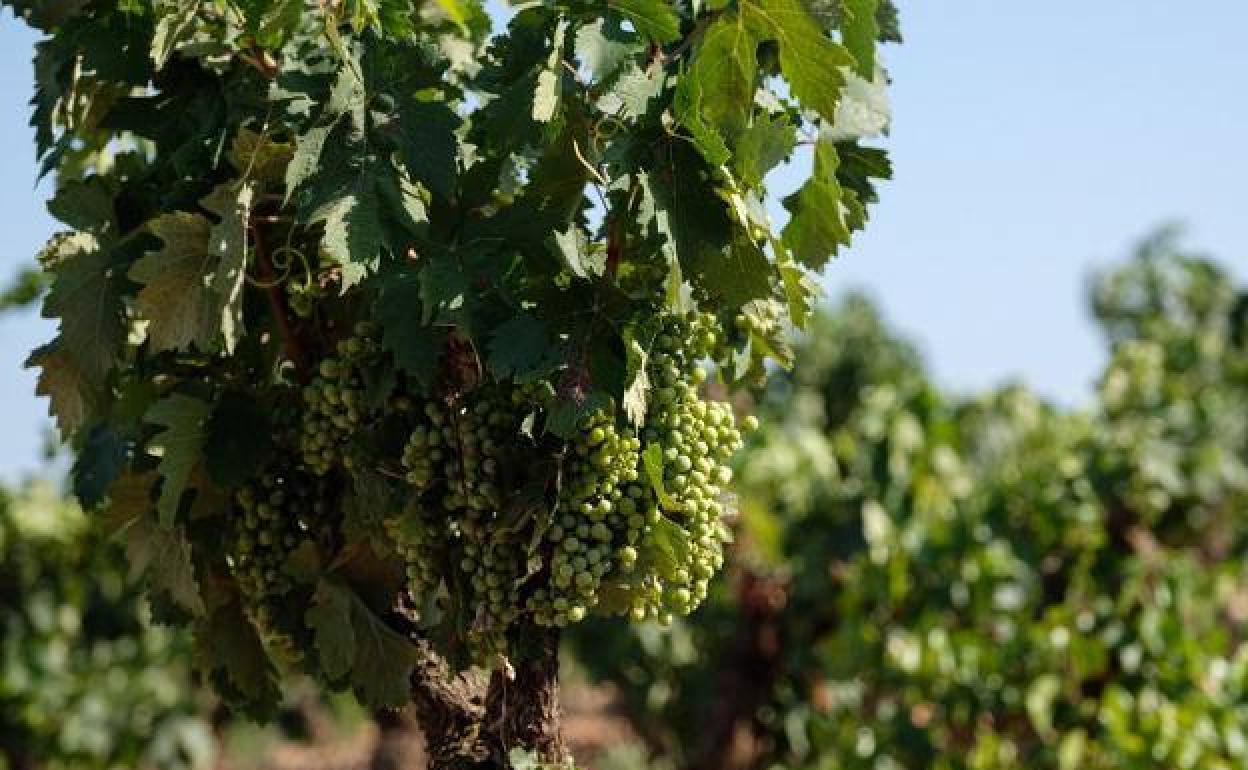 La DO Cava aprueba limitar a 11.000 kg de uva por hectárea esta campaña