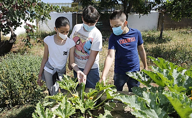 Niños del colegio Gabriel y Galán con un calabacín de su cosecha. 
