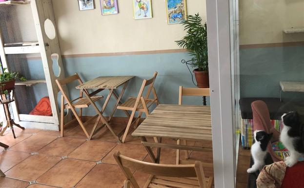 Imagen principal - Café con gatos, la moda japonesa que aterriza en Extremadura