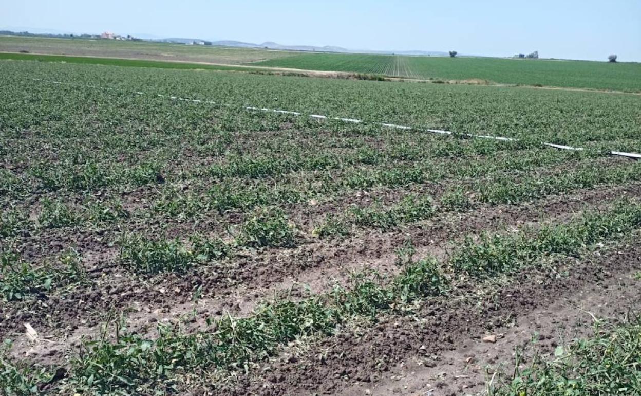 Parcela de tomate afectada por la tormenta del pasado sábado en Vivares, en el término de Don Benito. 