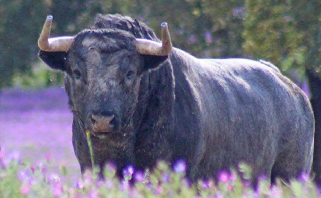 Los toros, más allá de la lidia