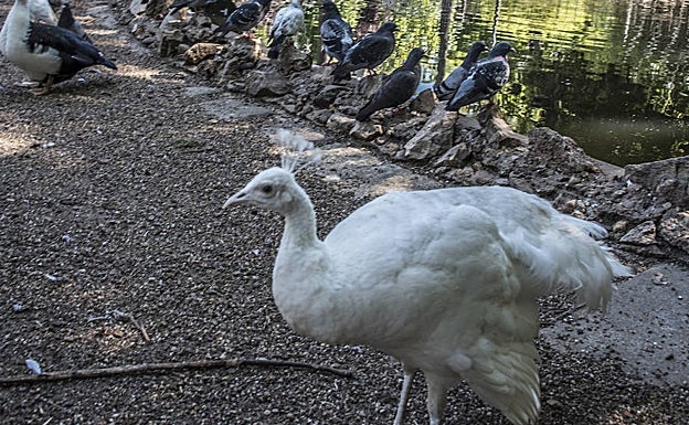 Una de las hembras albinas en Castelar. 