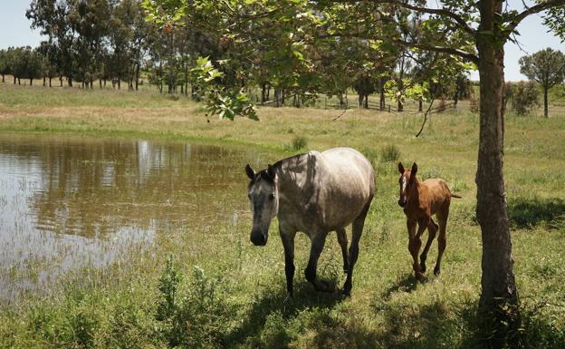 Imagen principal - Caballos de Juan Tirado.