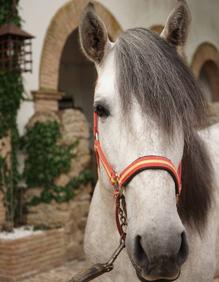 Imagen secundaria 2 - Caballos de Juan Tirado.