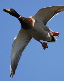 Imagen secundaria 2 - «En el Guadiana he podido fotografiar 180 especies de animales distintos»