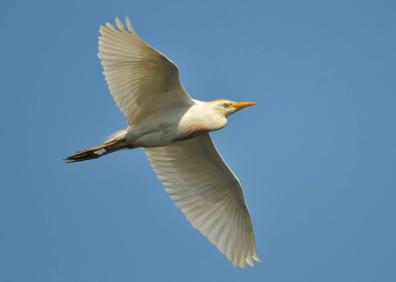 Imagen secundaria 1 - «En el Guadiana he podido fotografiar 180 especies de animales distintos»