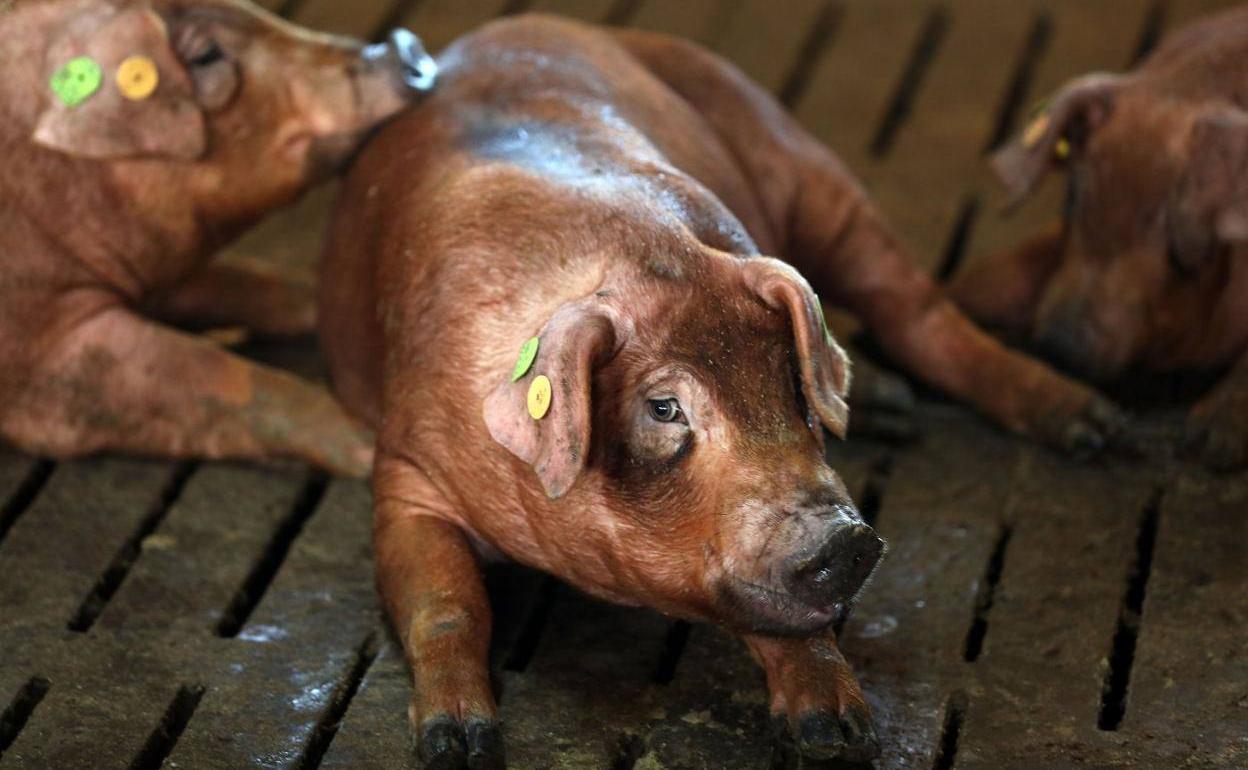 Ejemplar de raza duroc en una explotación de Trujillanos.