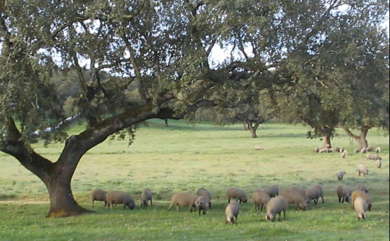 Cochinos extremeños comiendo en la dehesa